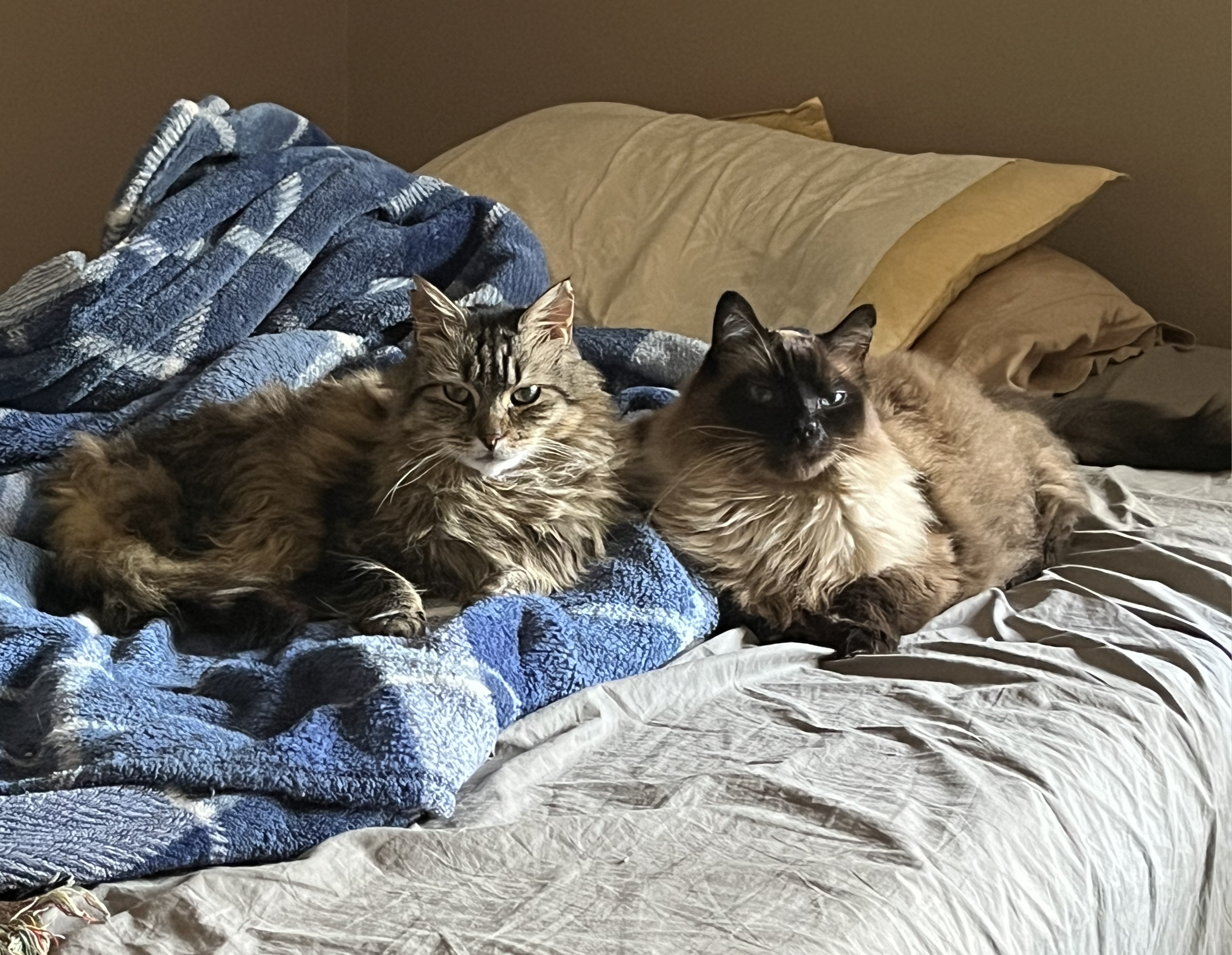 Lucca and Rilke lying on a bed