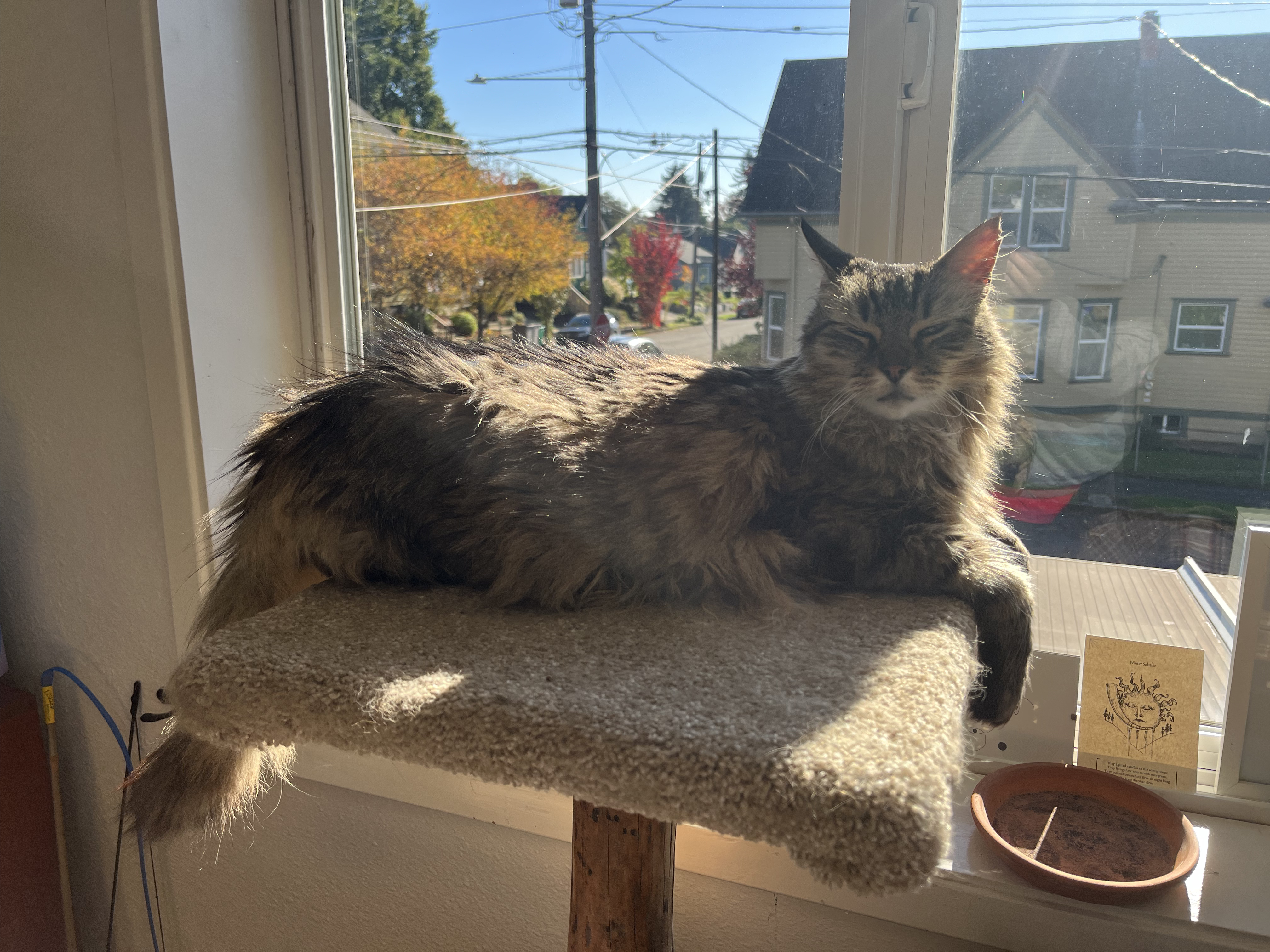 Lucca on his cat tree bathing in the sun